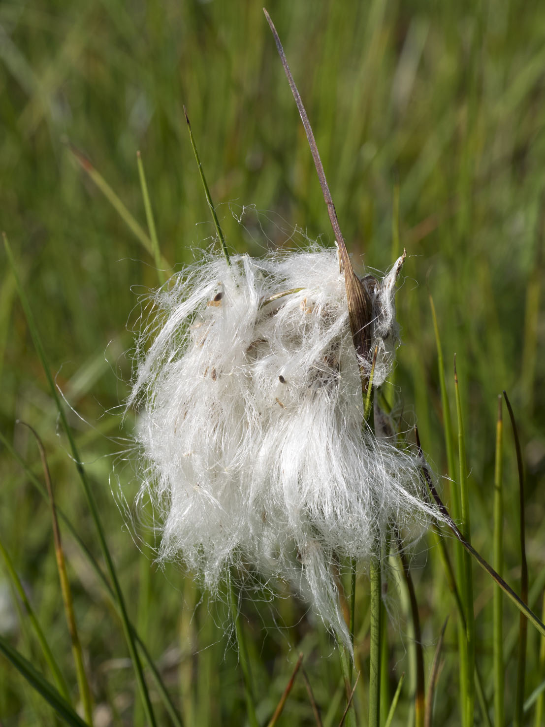 Eriophorum
