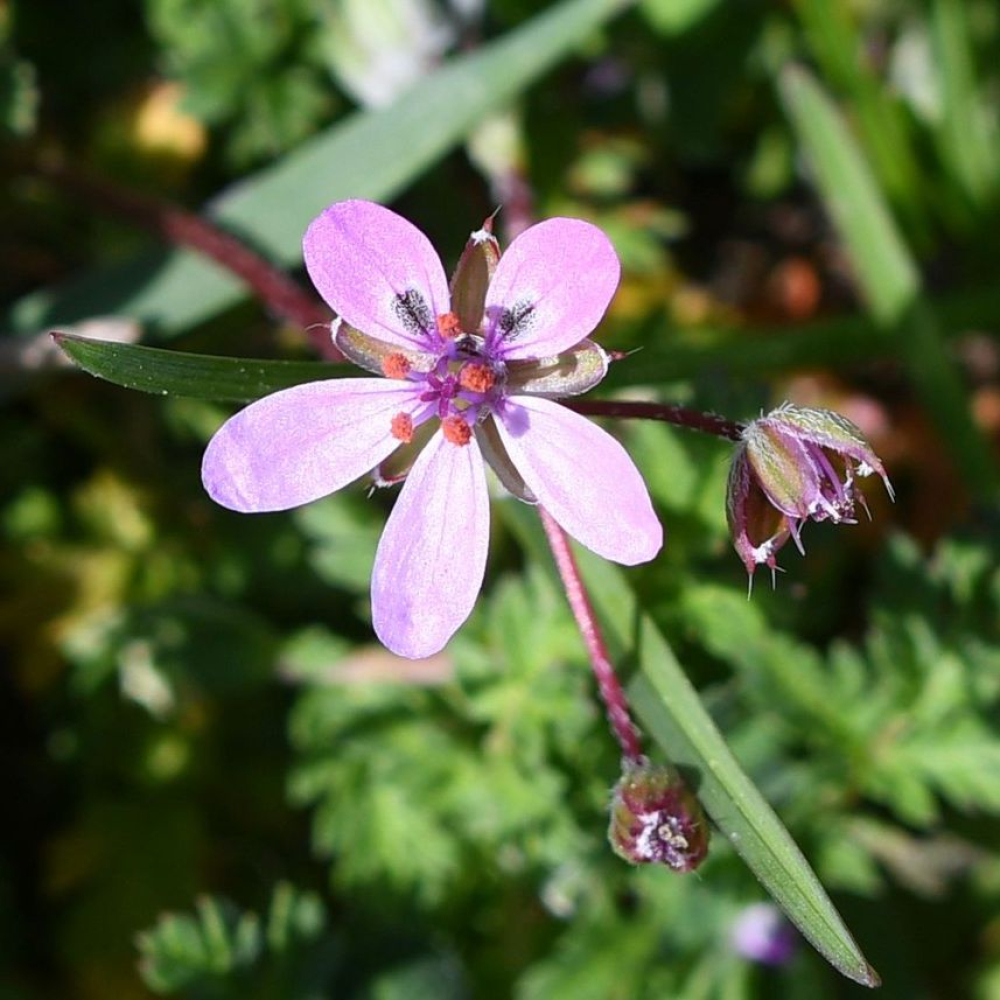 Erodium