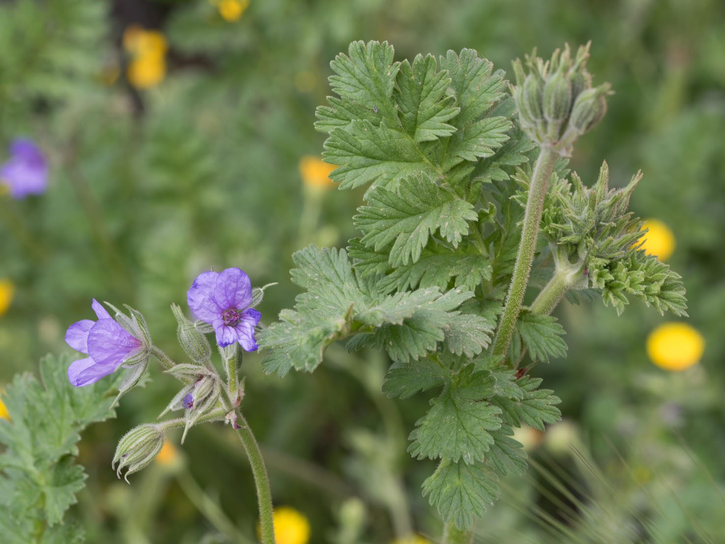 Erodium