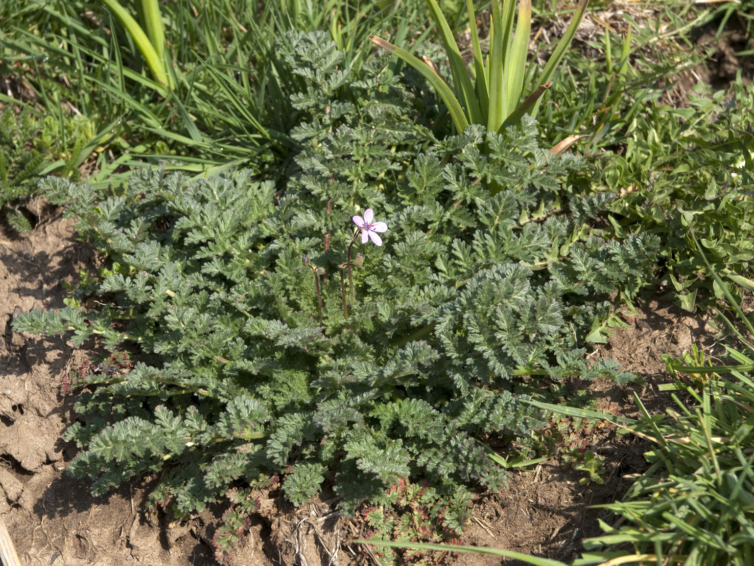 Erodium