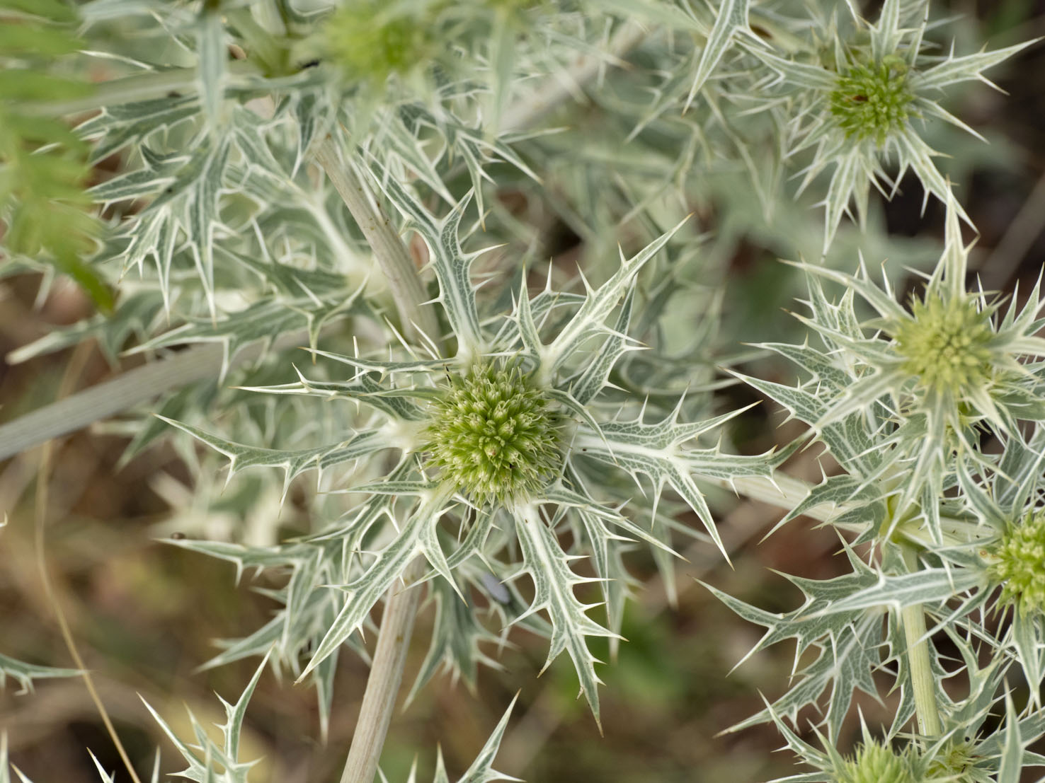 Eryngium