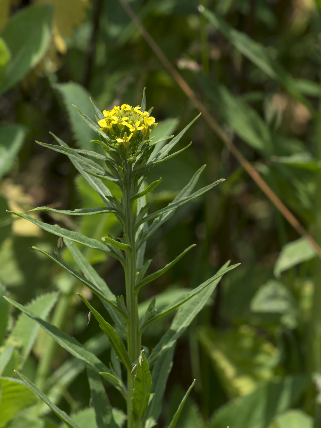Erysimum