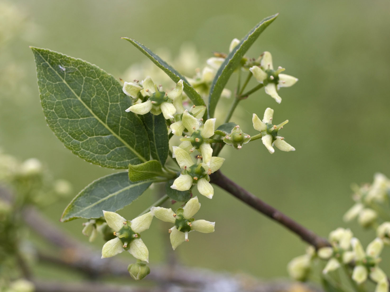 Euonymus