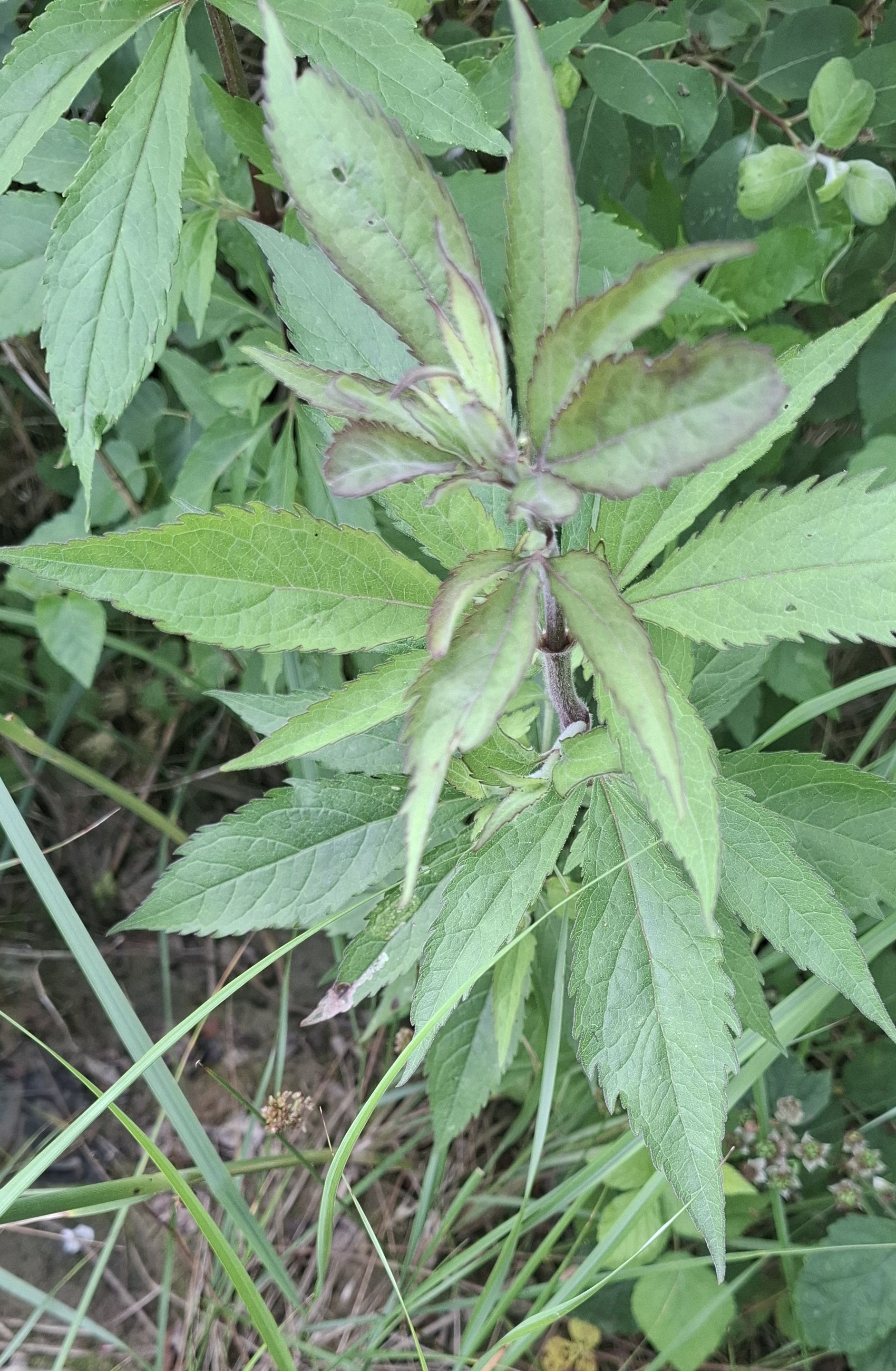 Eupatorium