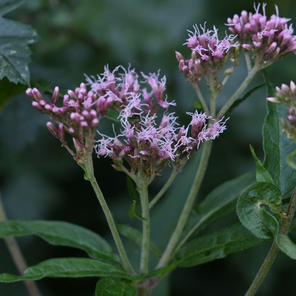 Eupatorium