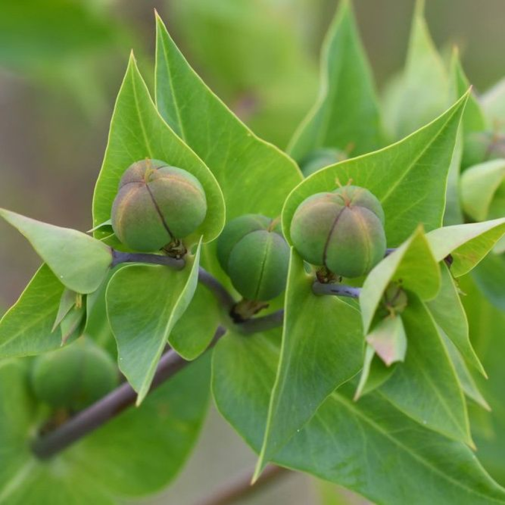 Euphorbia
