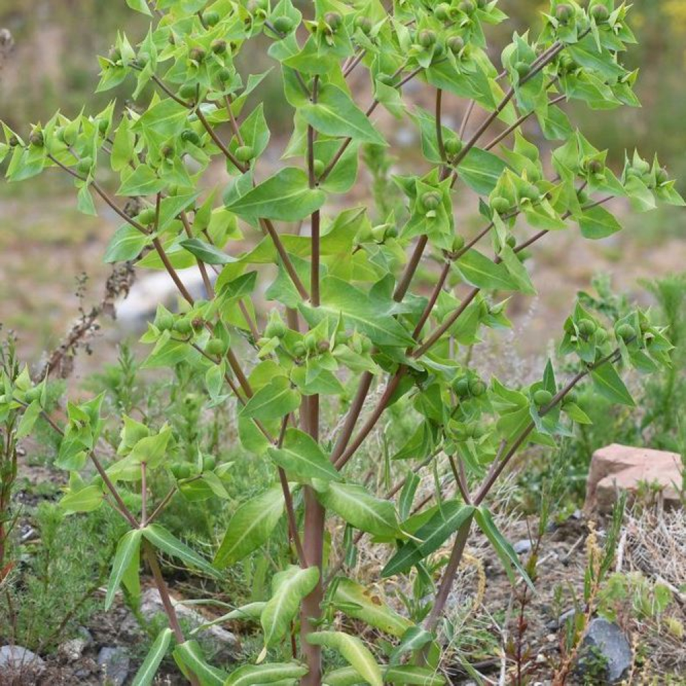Euphorbia
