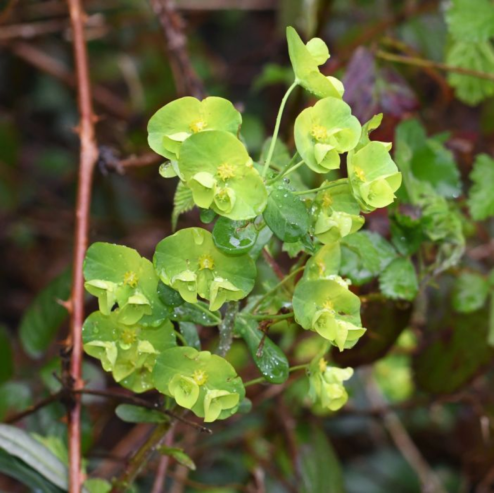 Euphorbia