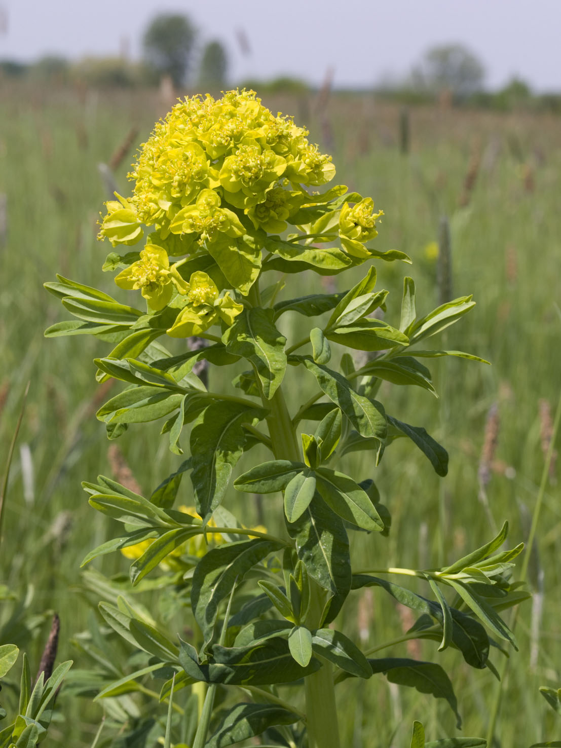 Euphorbia