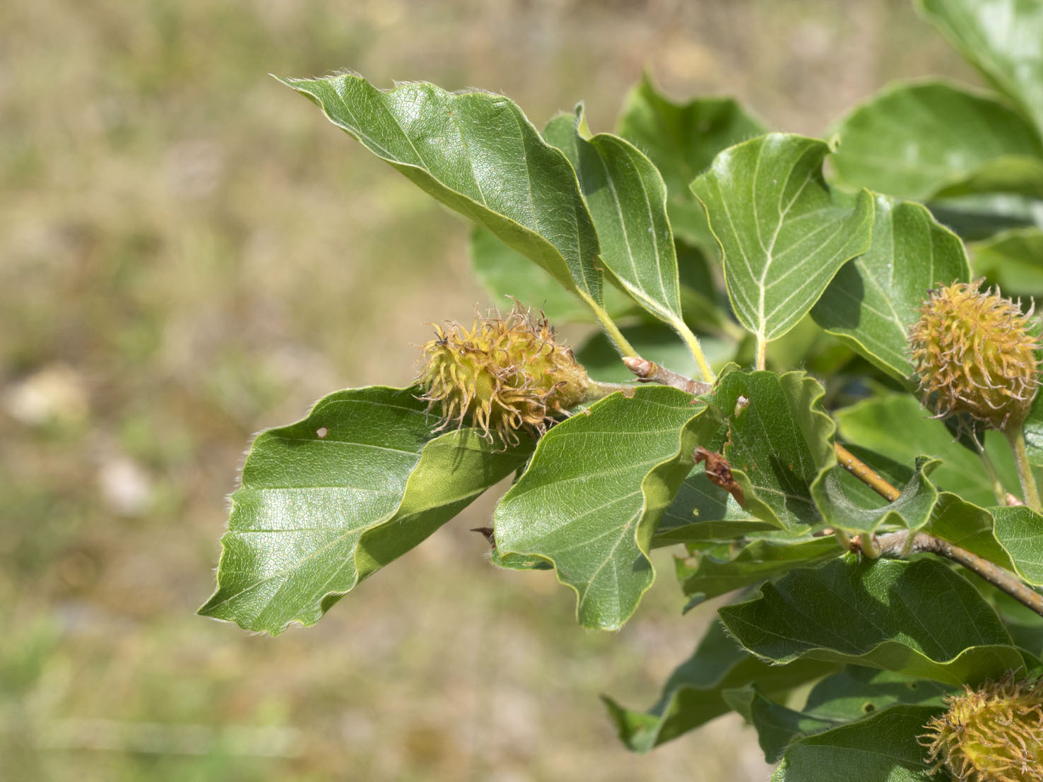 Fagus