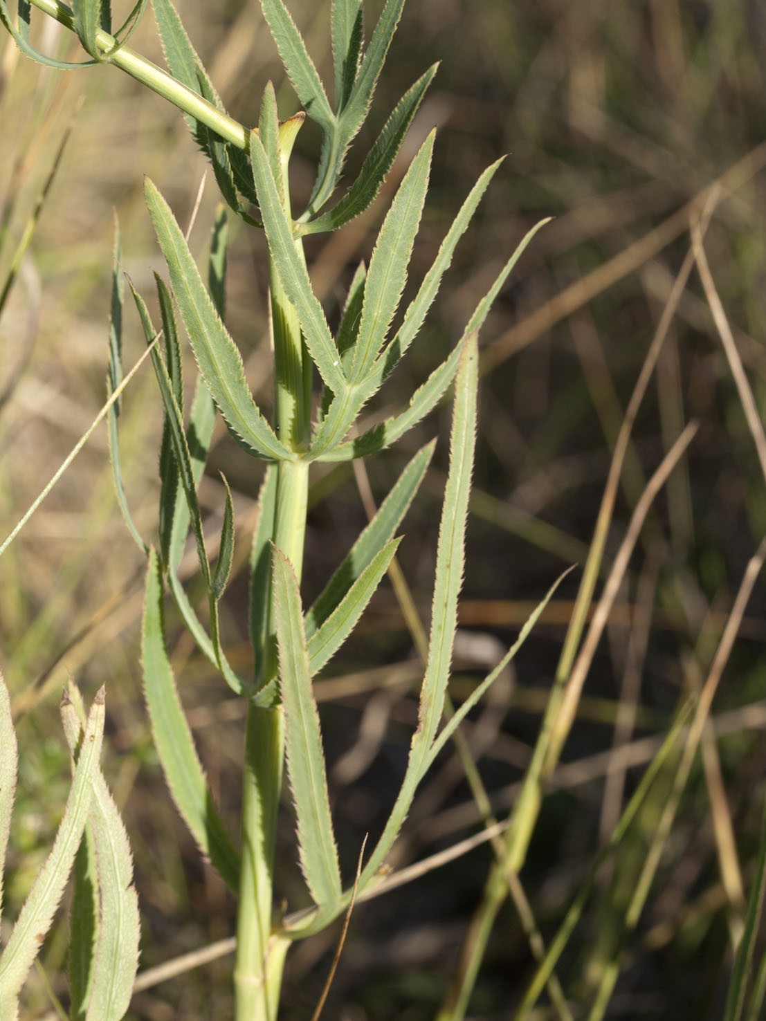 Falcaria