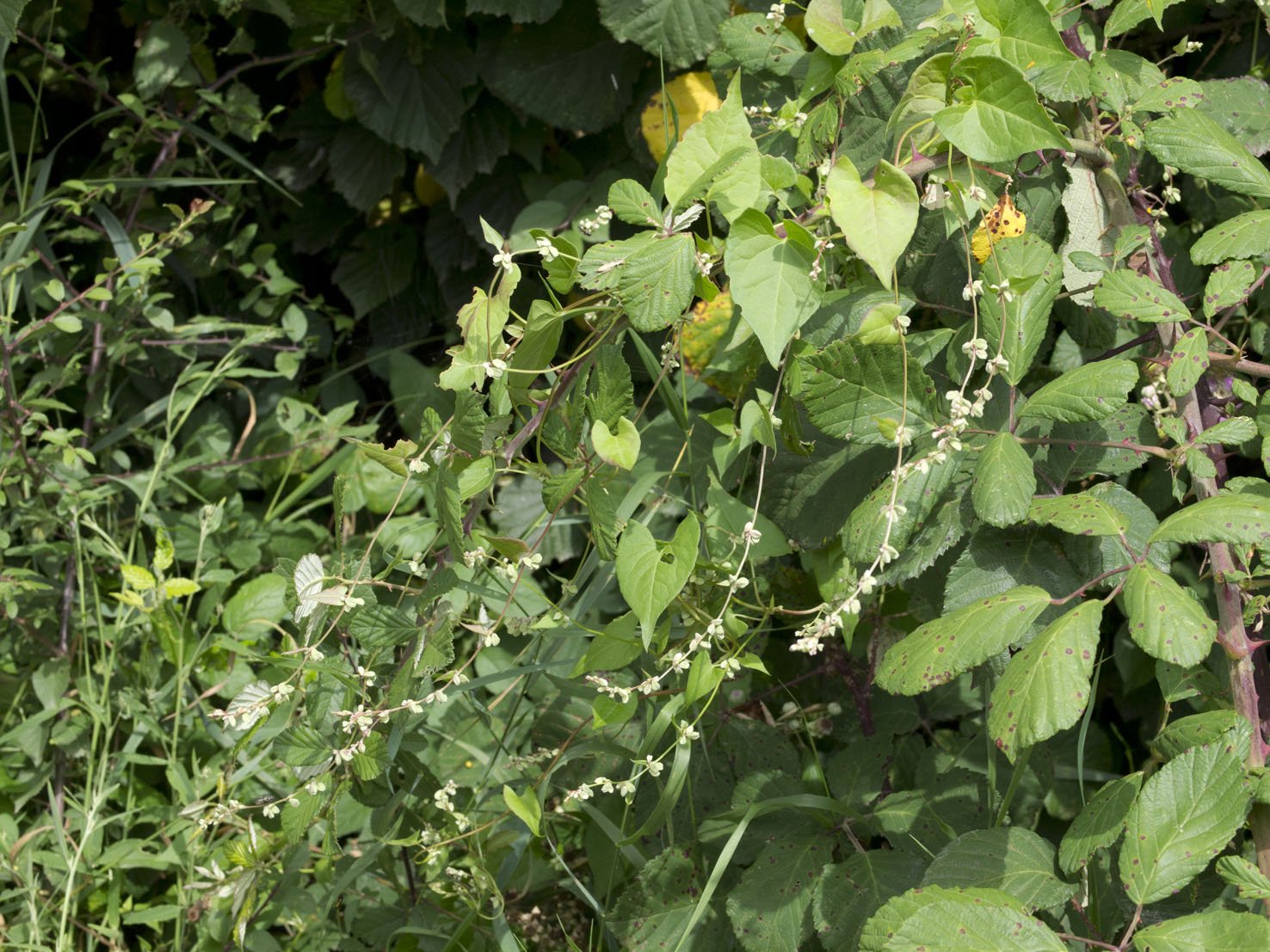 Fallopia
