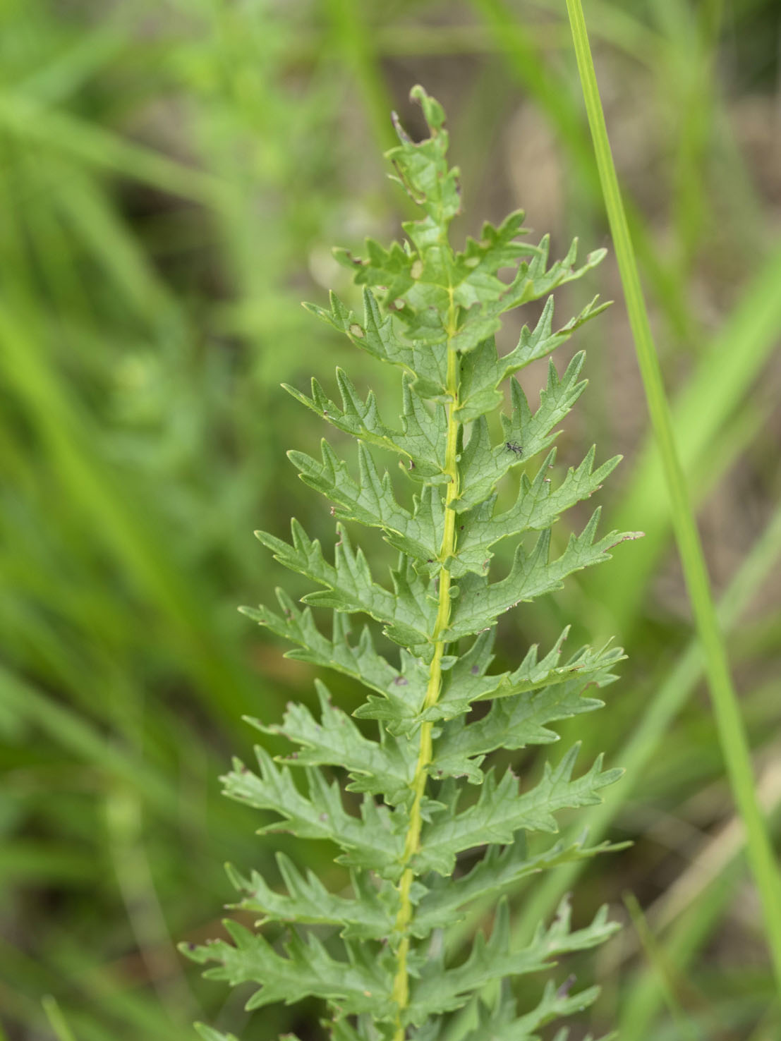 Filipendula