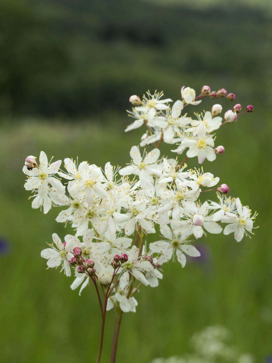 Filipendula