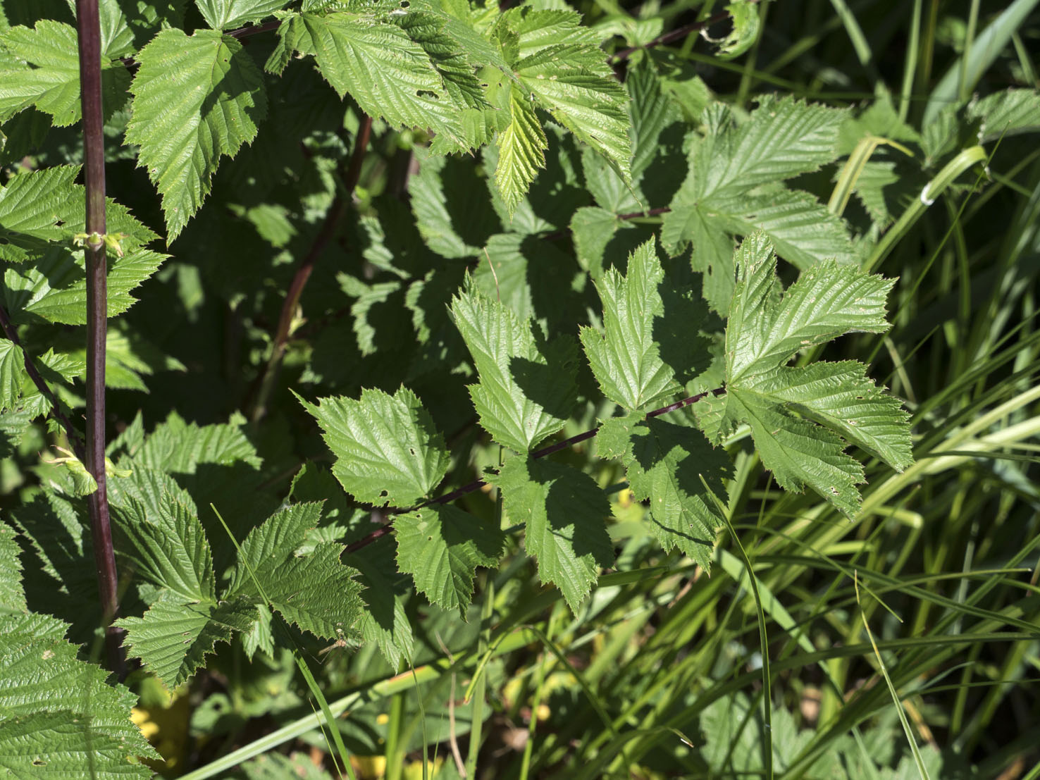 Filipendula