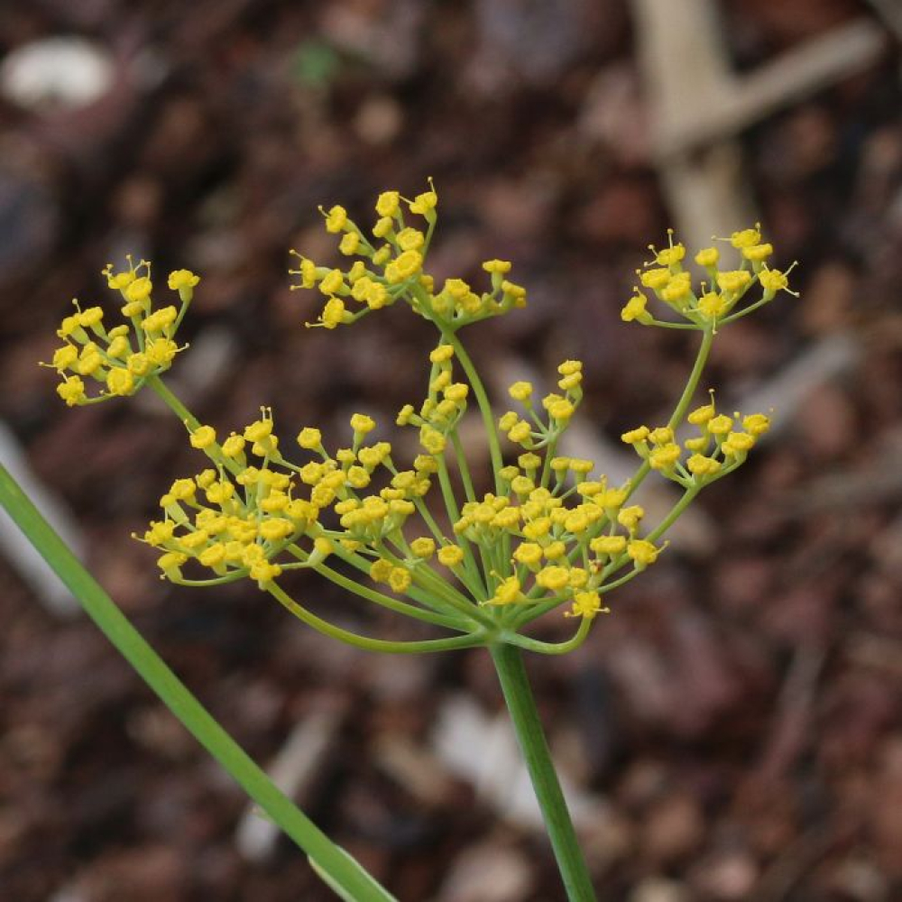 Foeniculum