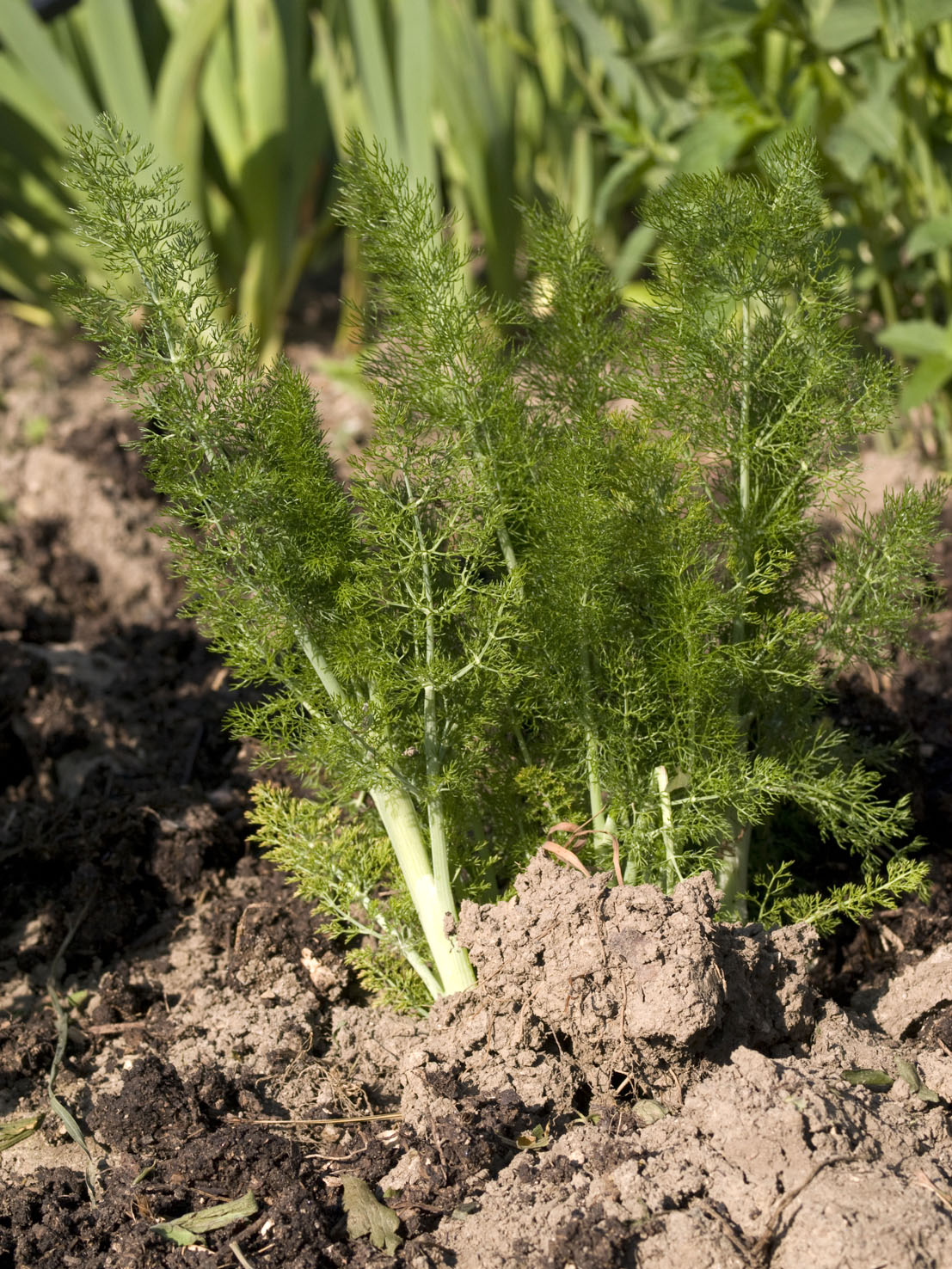 Foeniculum