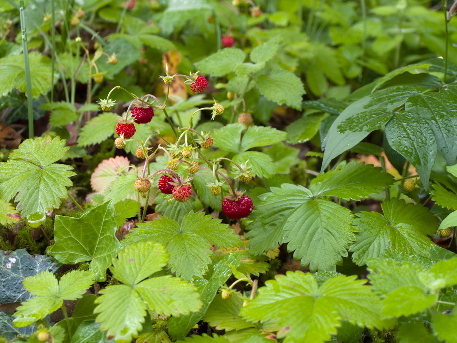 Fragaria