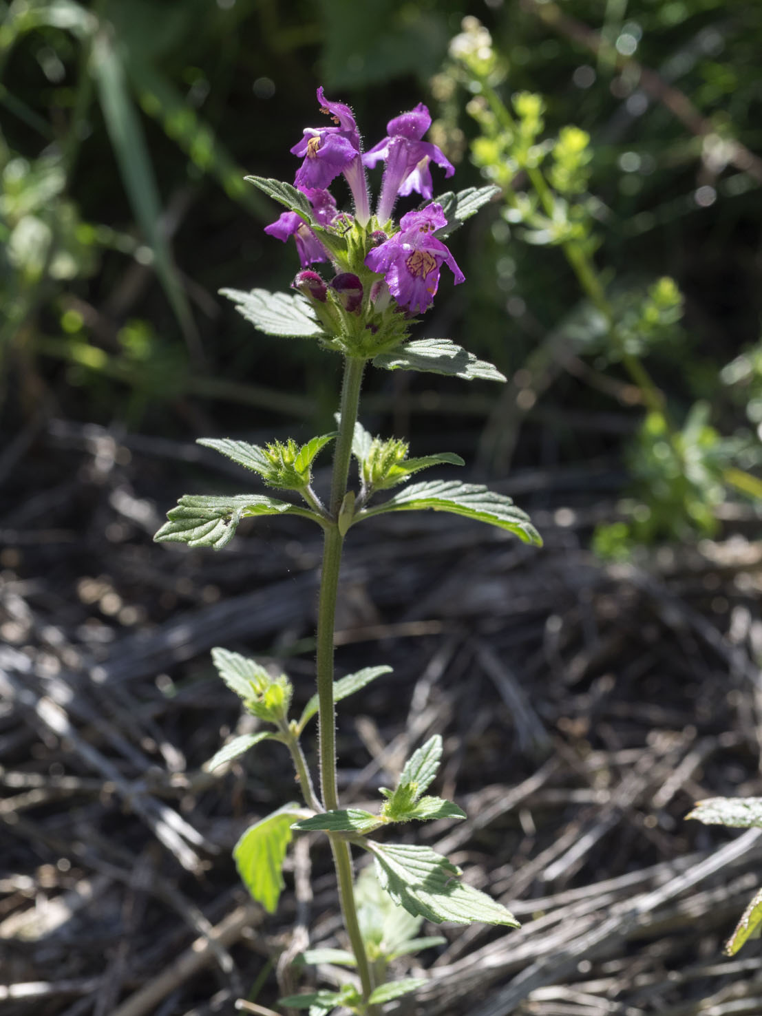 Galeopsis