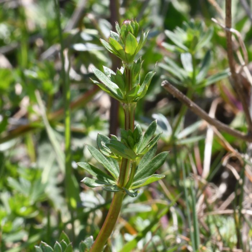 Galium