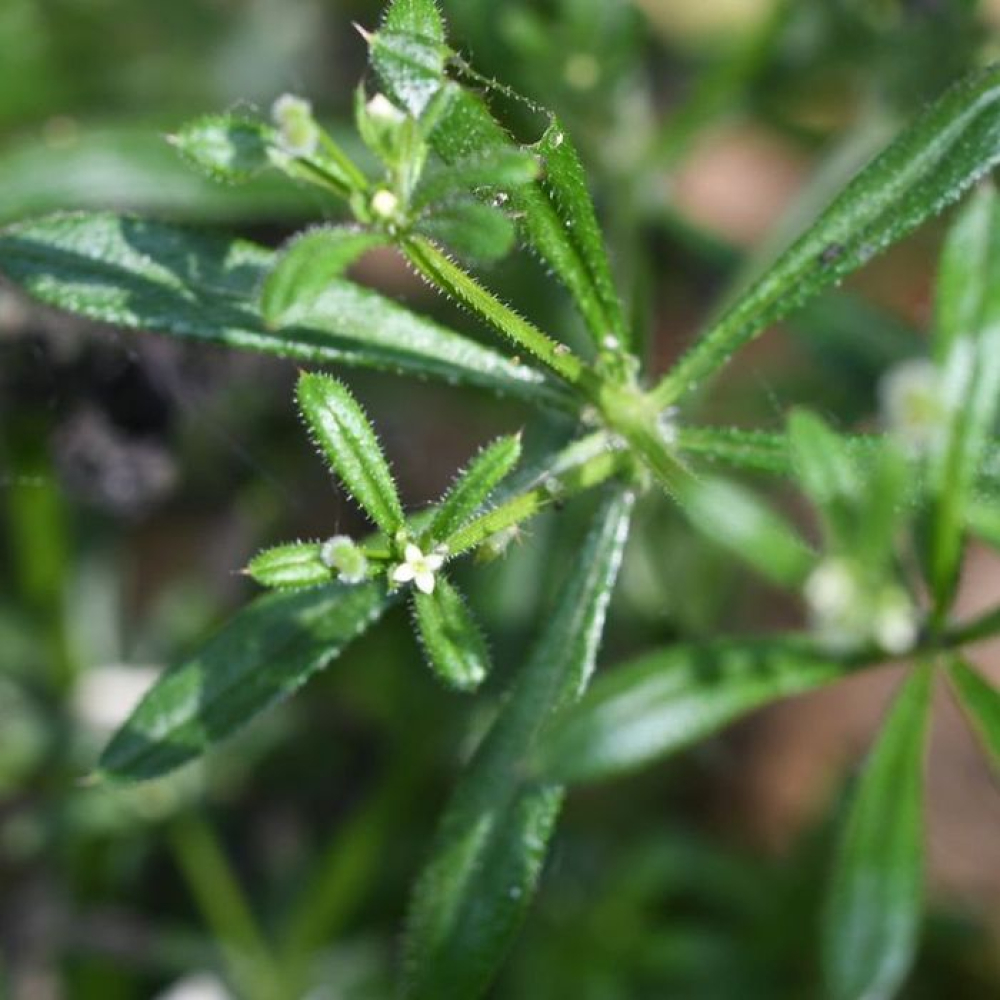Galium