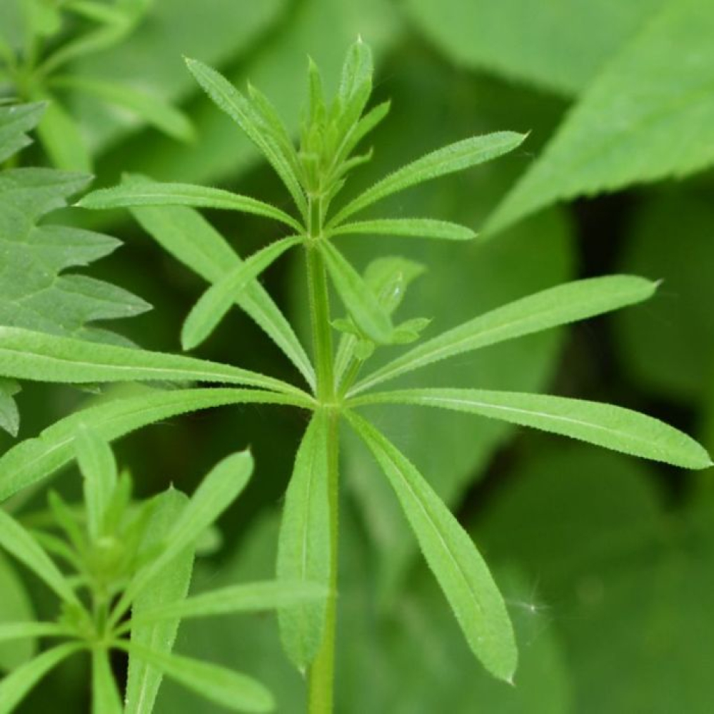 Galium