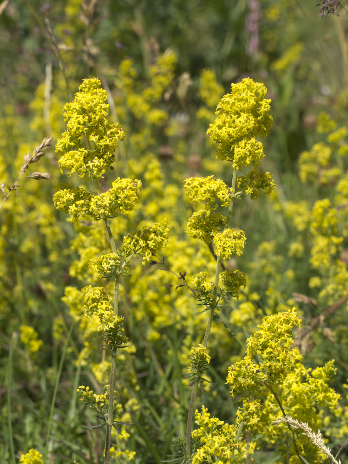 Galium