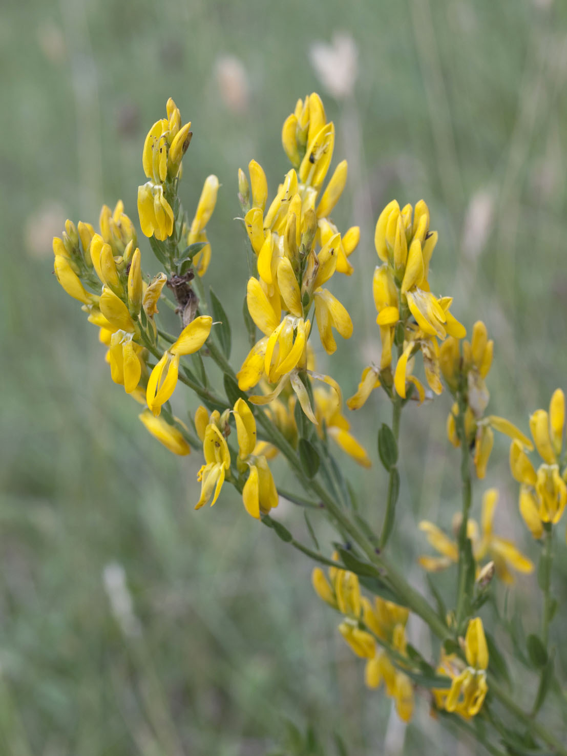 Genista