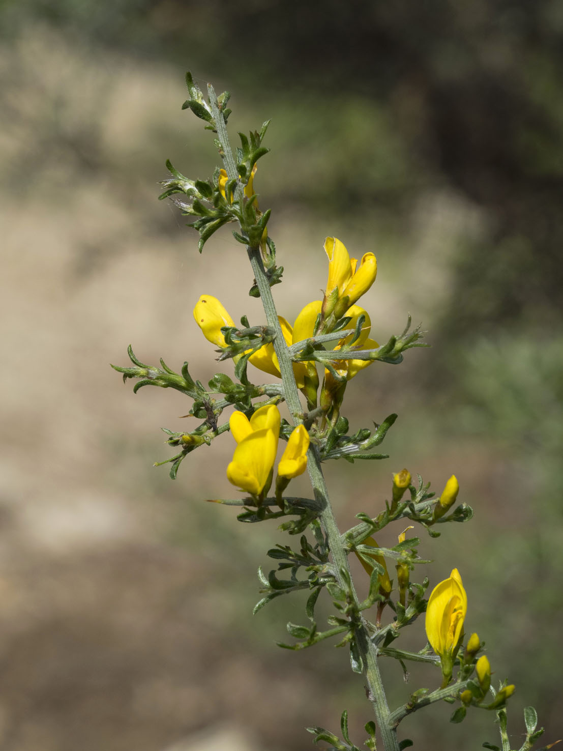 Genista