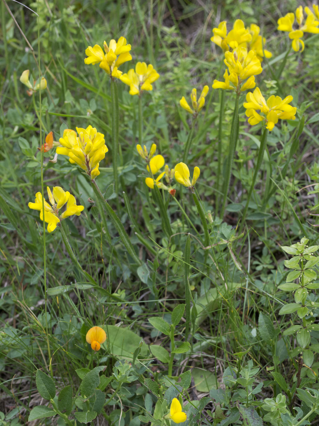 Genista
