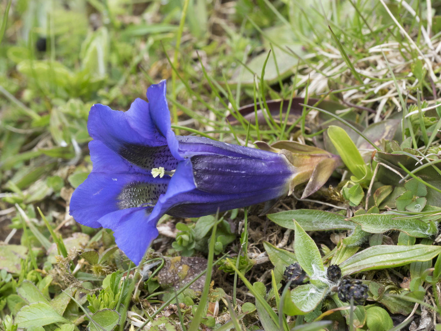 Gentiana