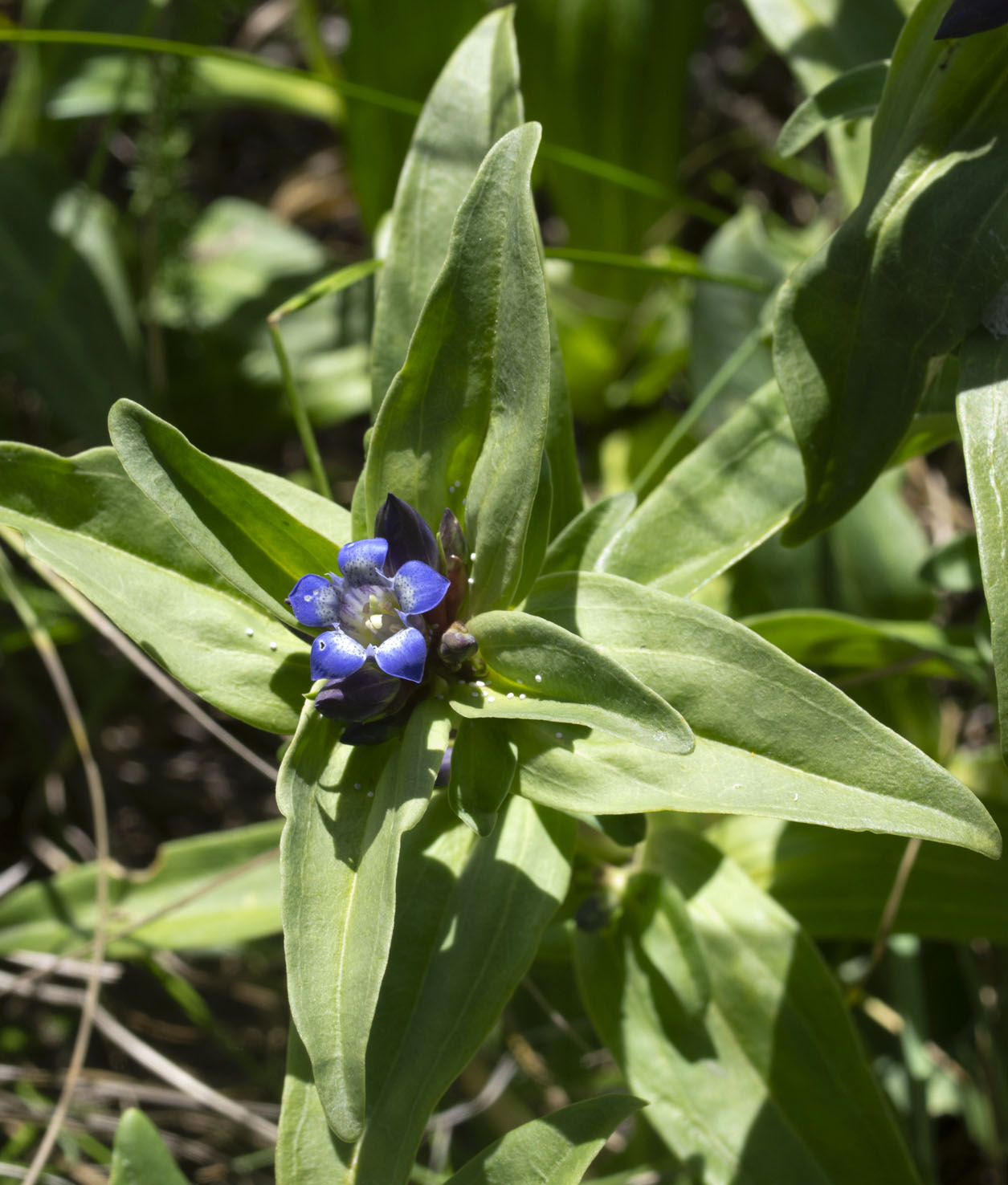Gentiana