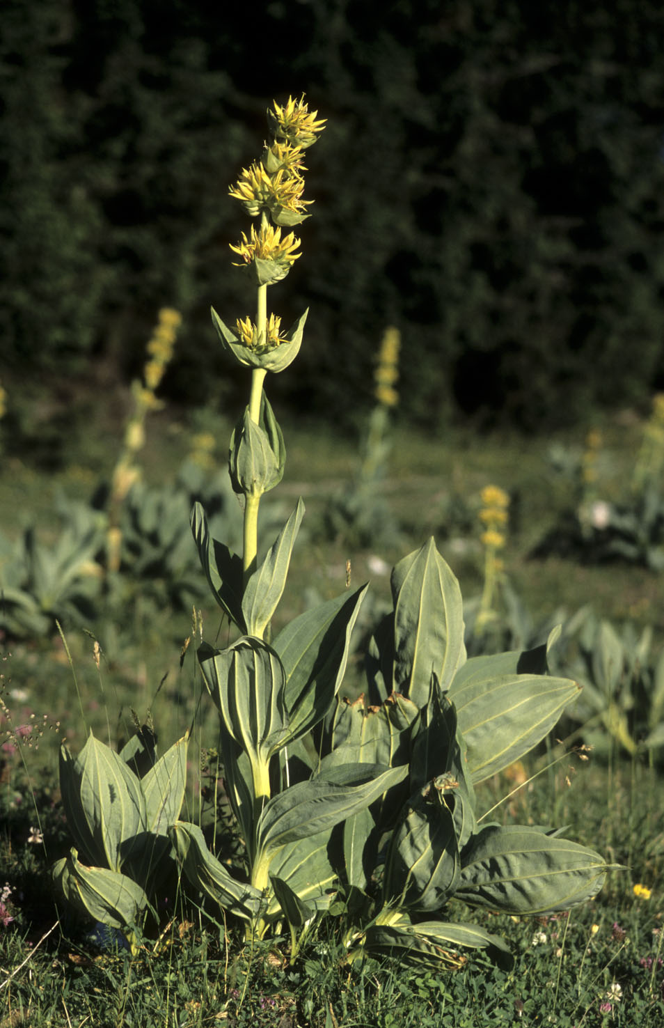 Gentiana
