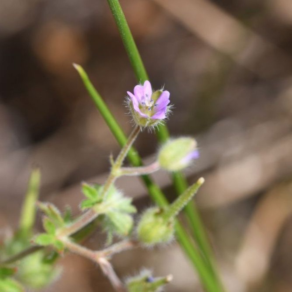 Geranium
