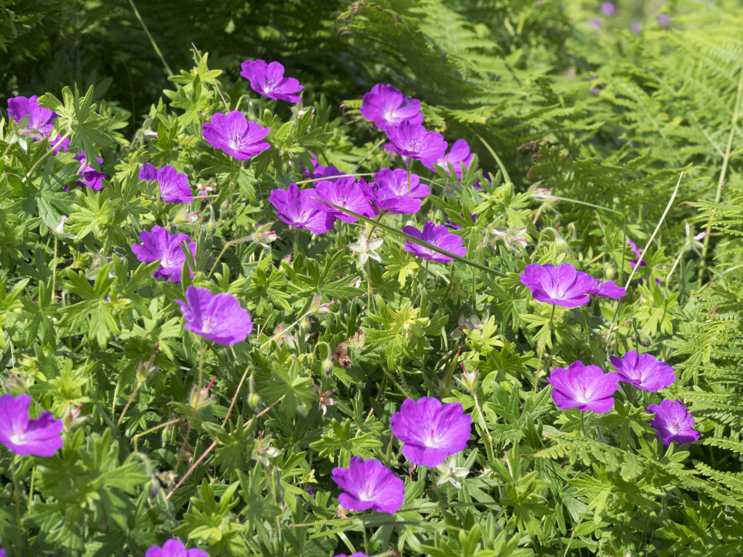 Geranium