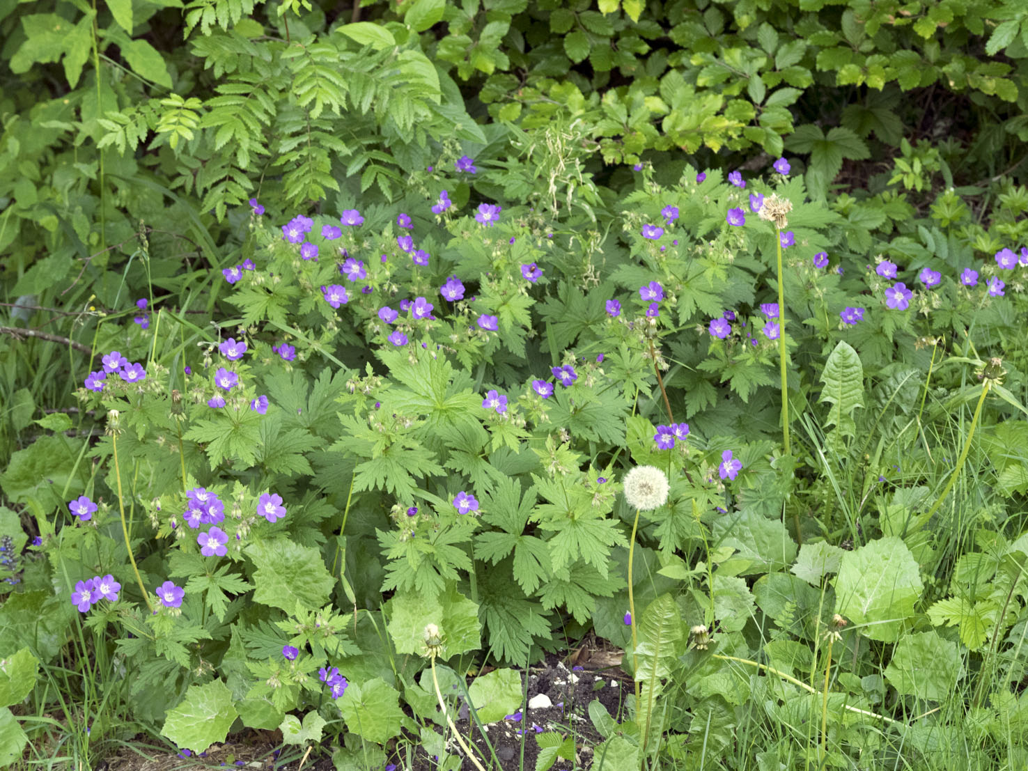 Geranium