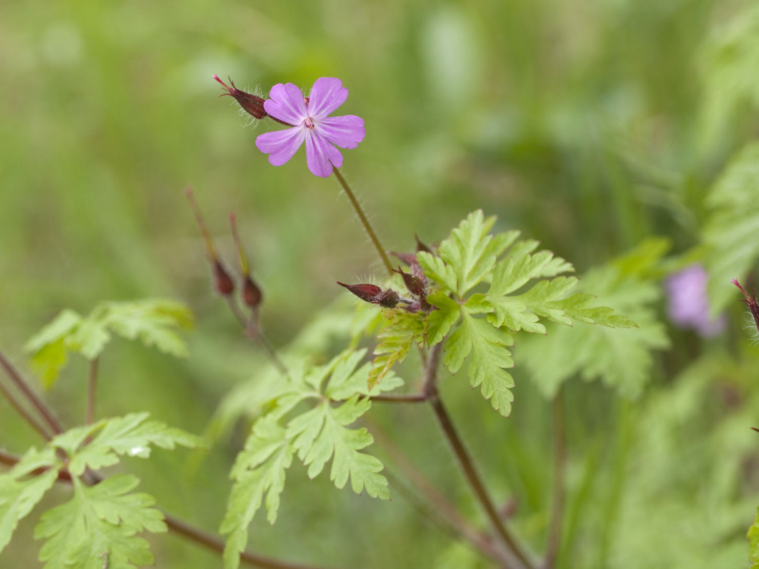 Geranium