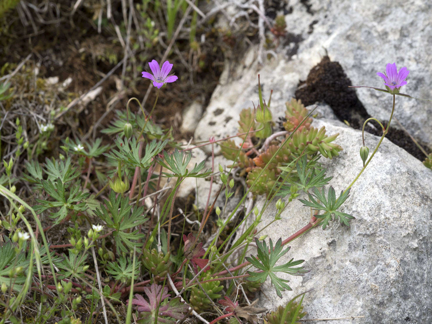 Geranium