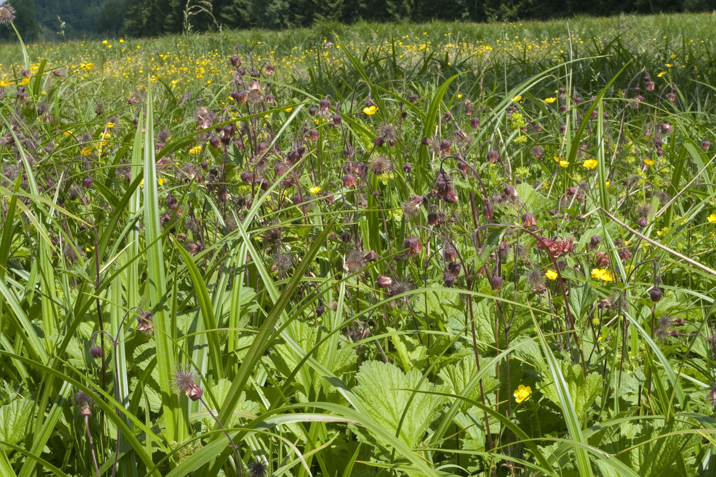 Geum