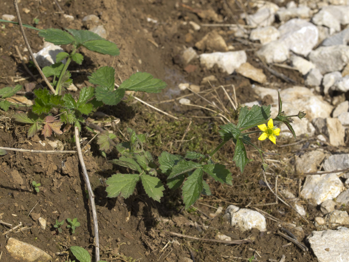 Geum