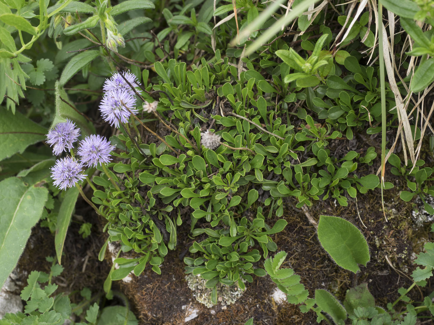 Globularia