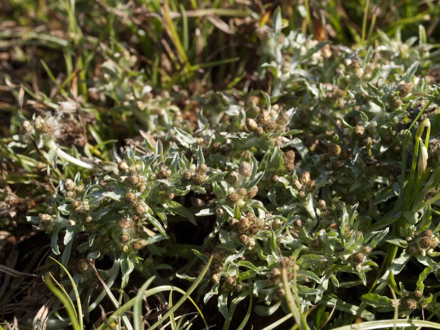 Gnaphalium