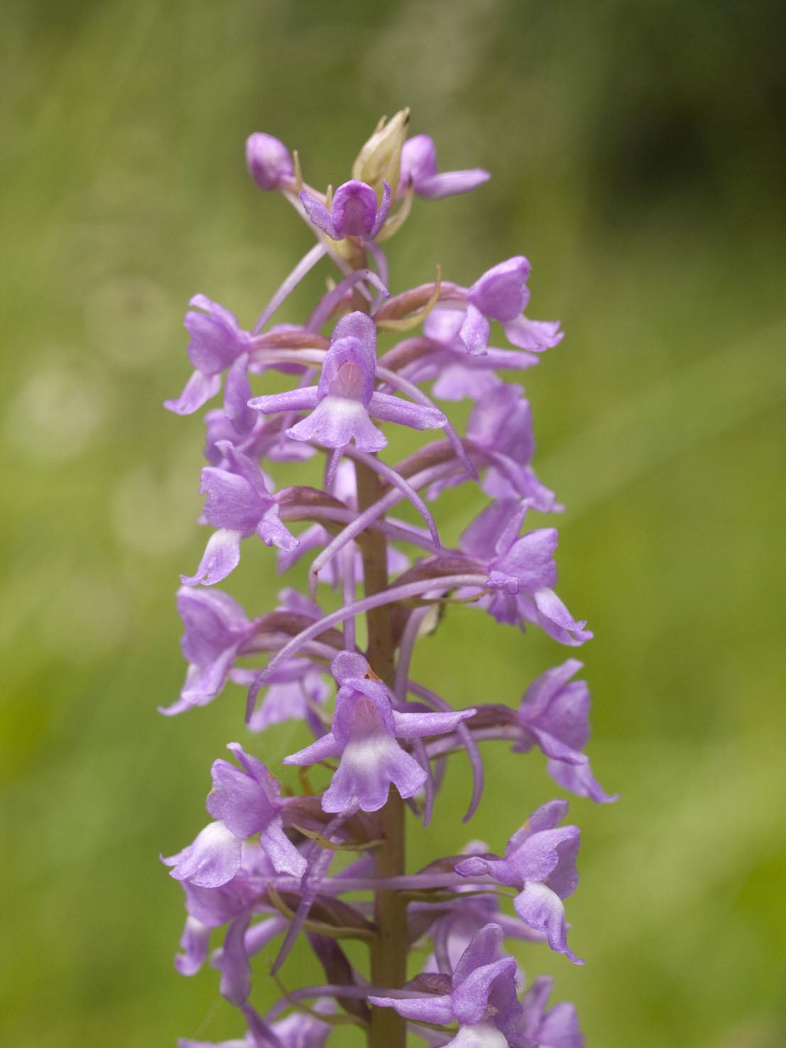 Gymnadenia