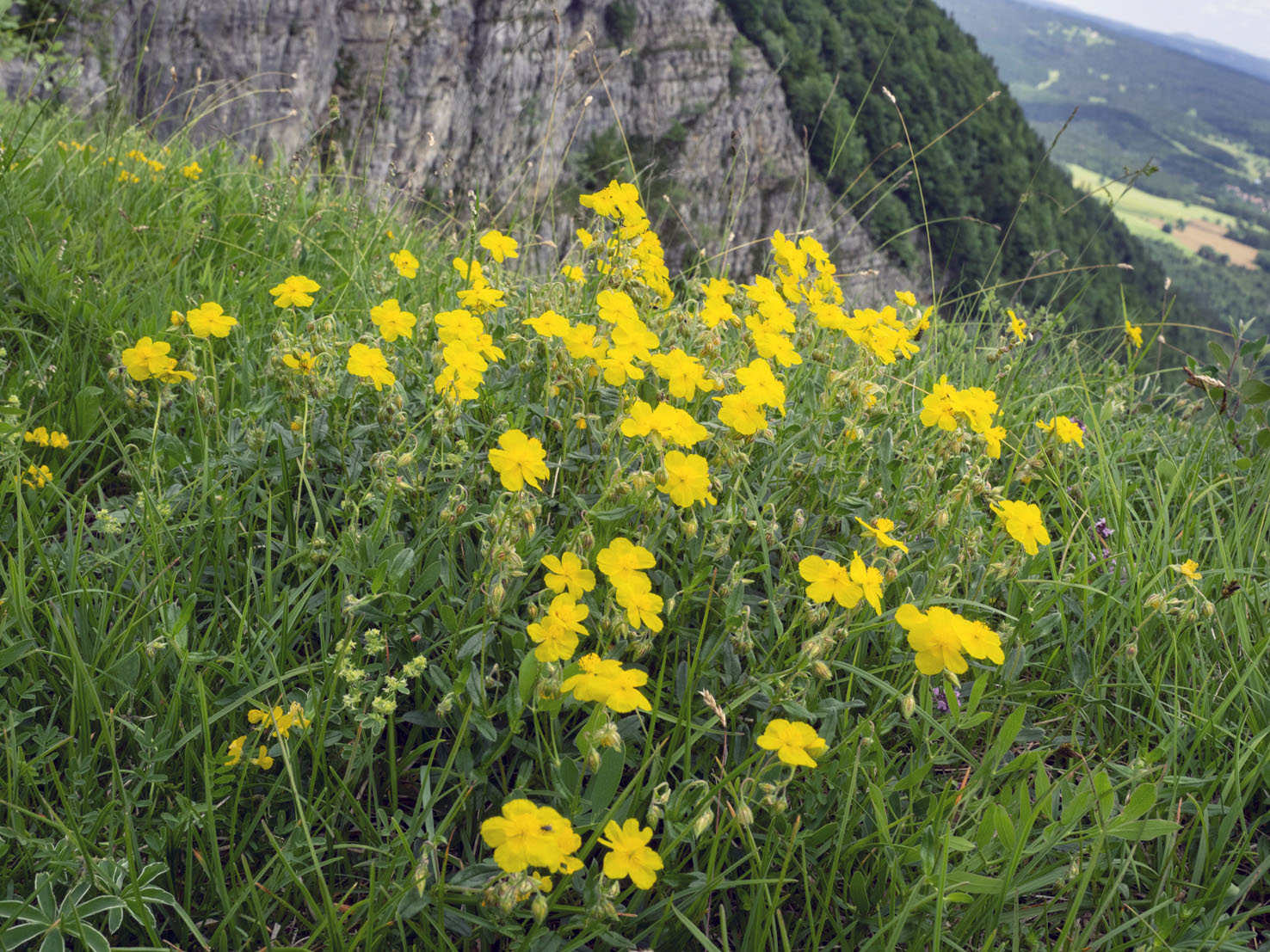 Helianthemum