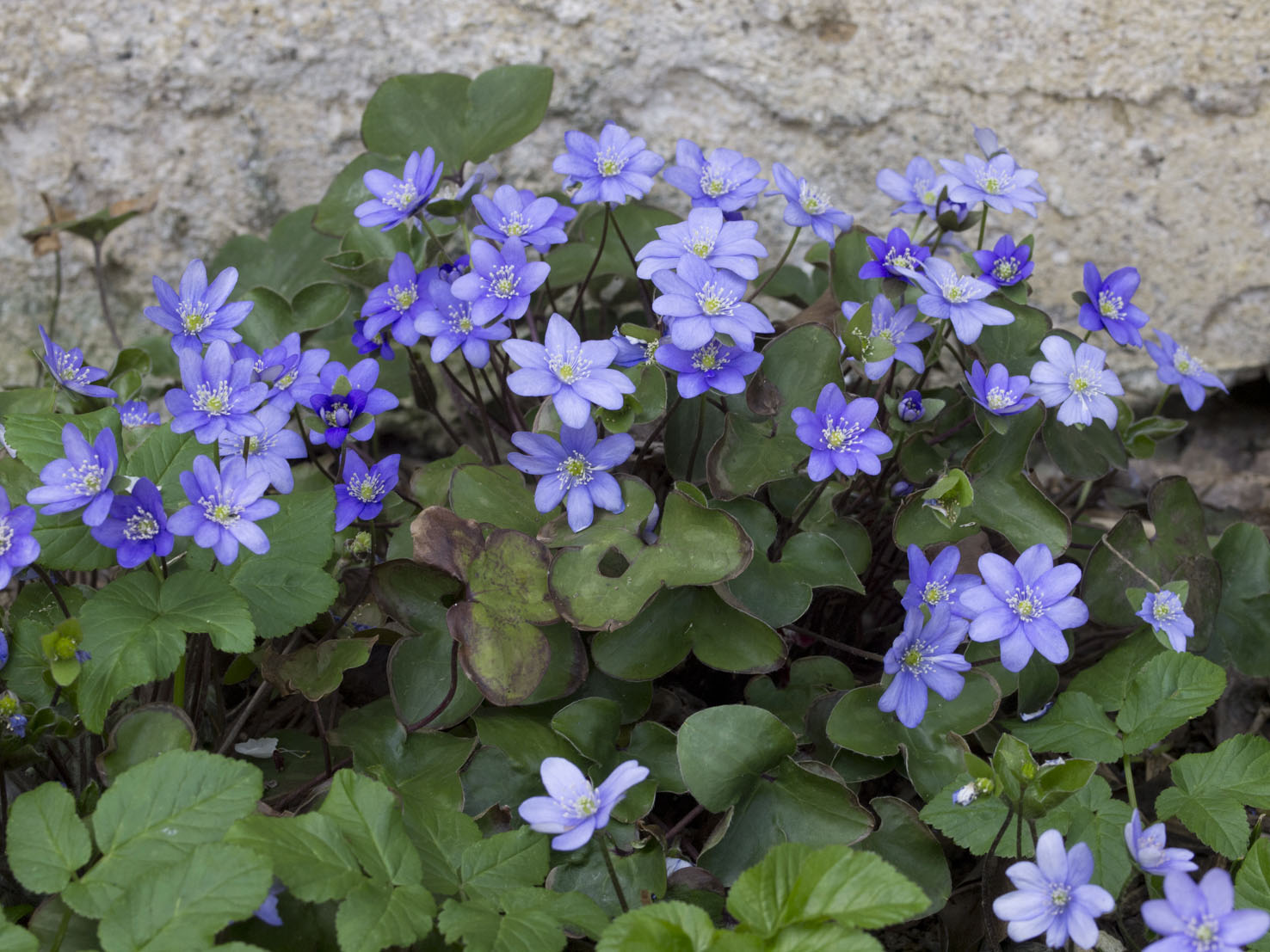 Hepatica
