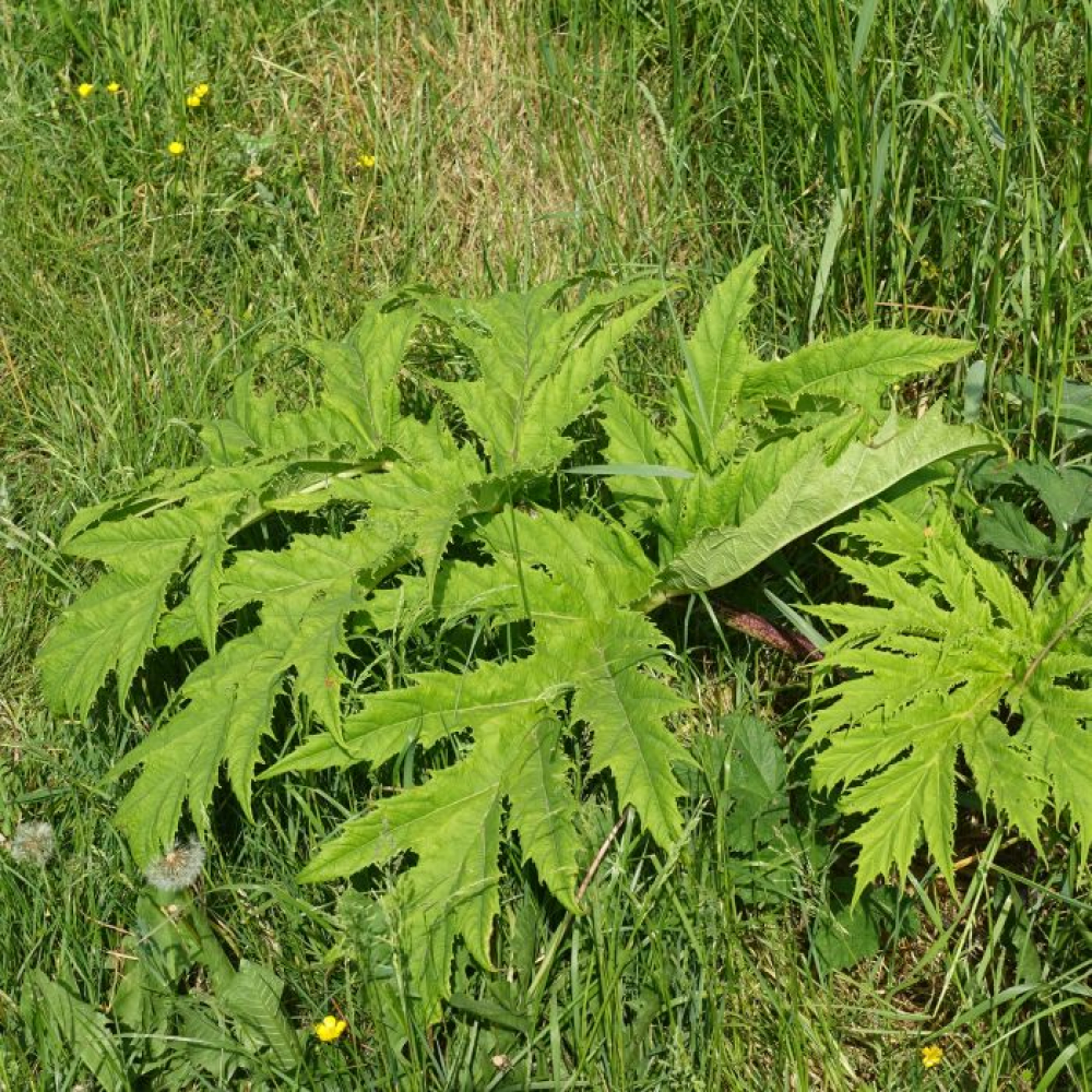 Heracleum