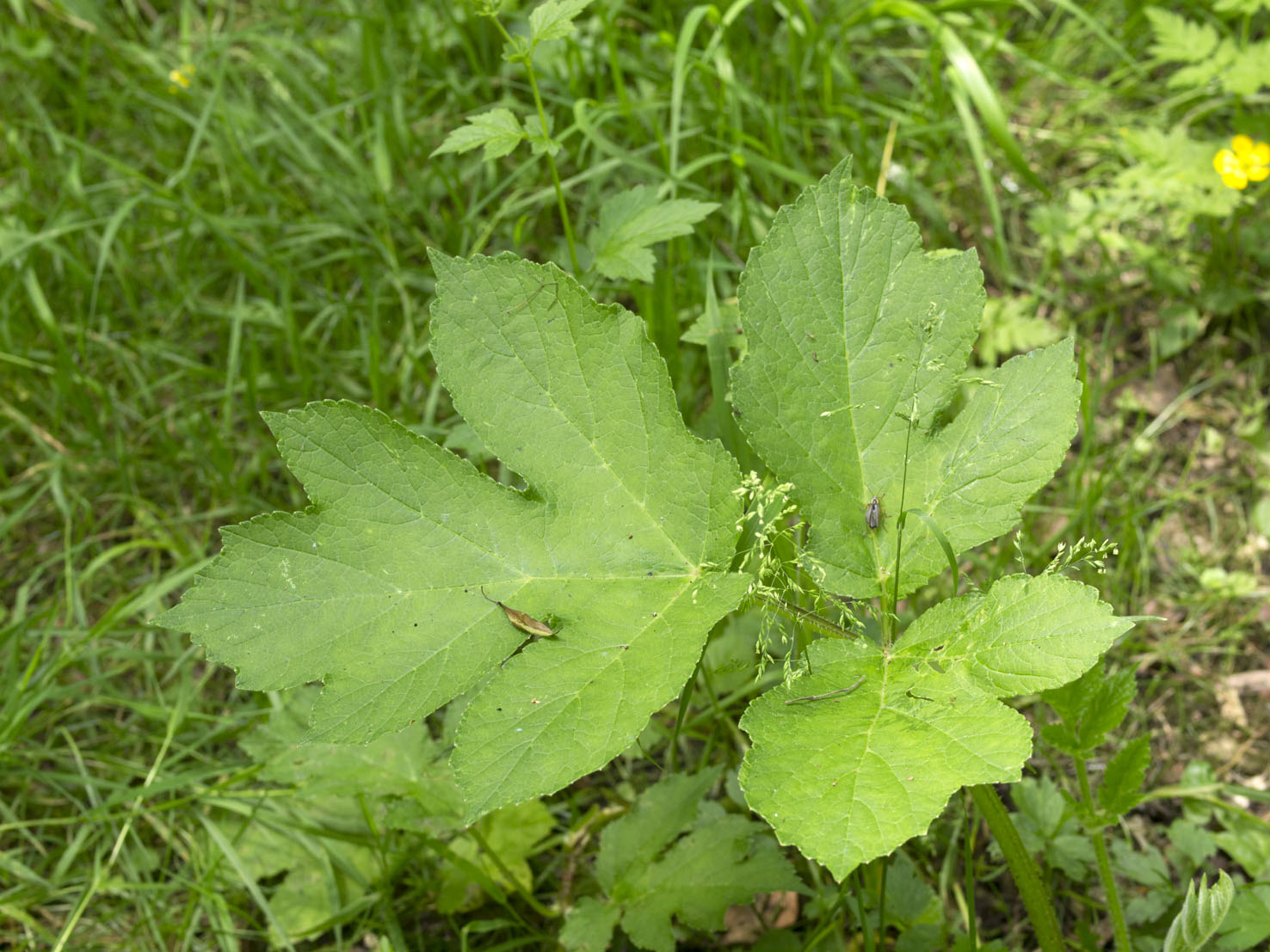 Heracleum