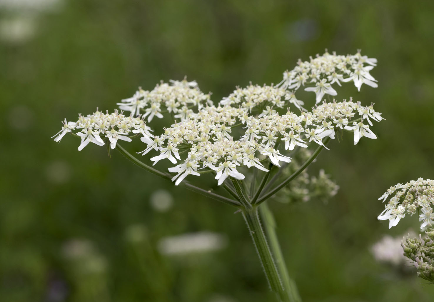 Heracleum