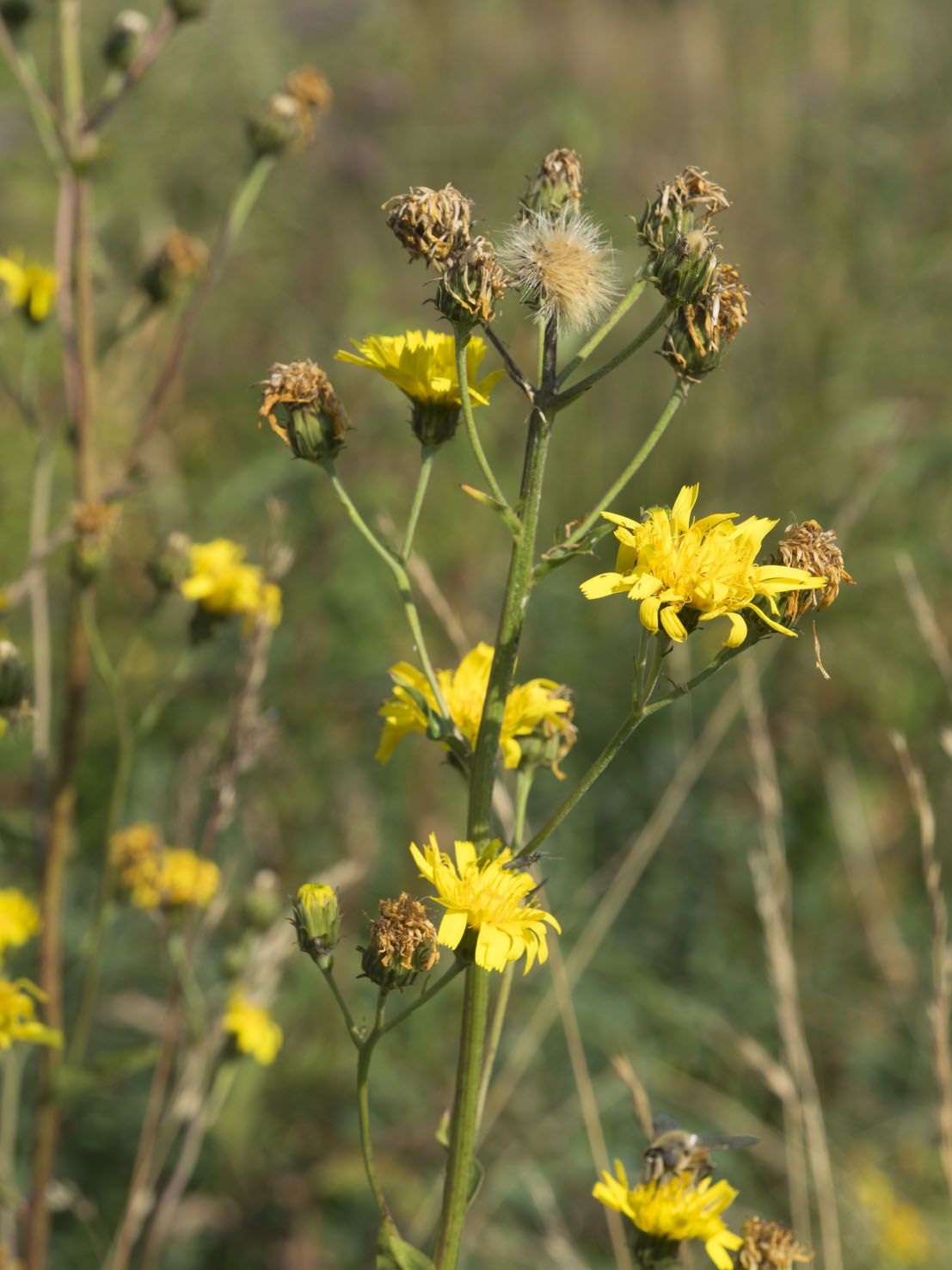 Hieracium