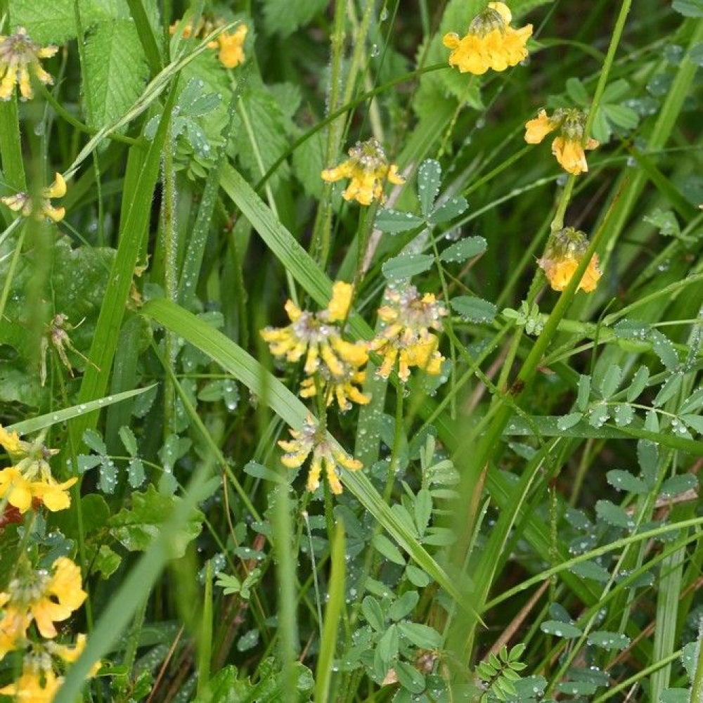 Hippocrepis